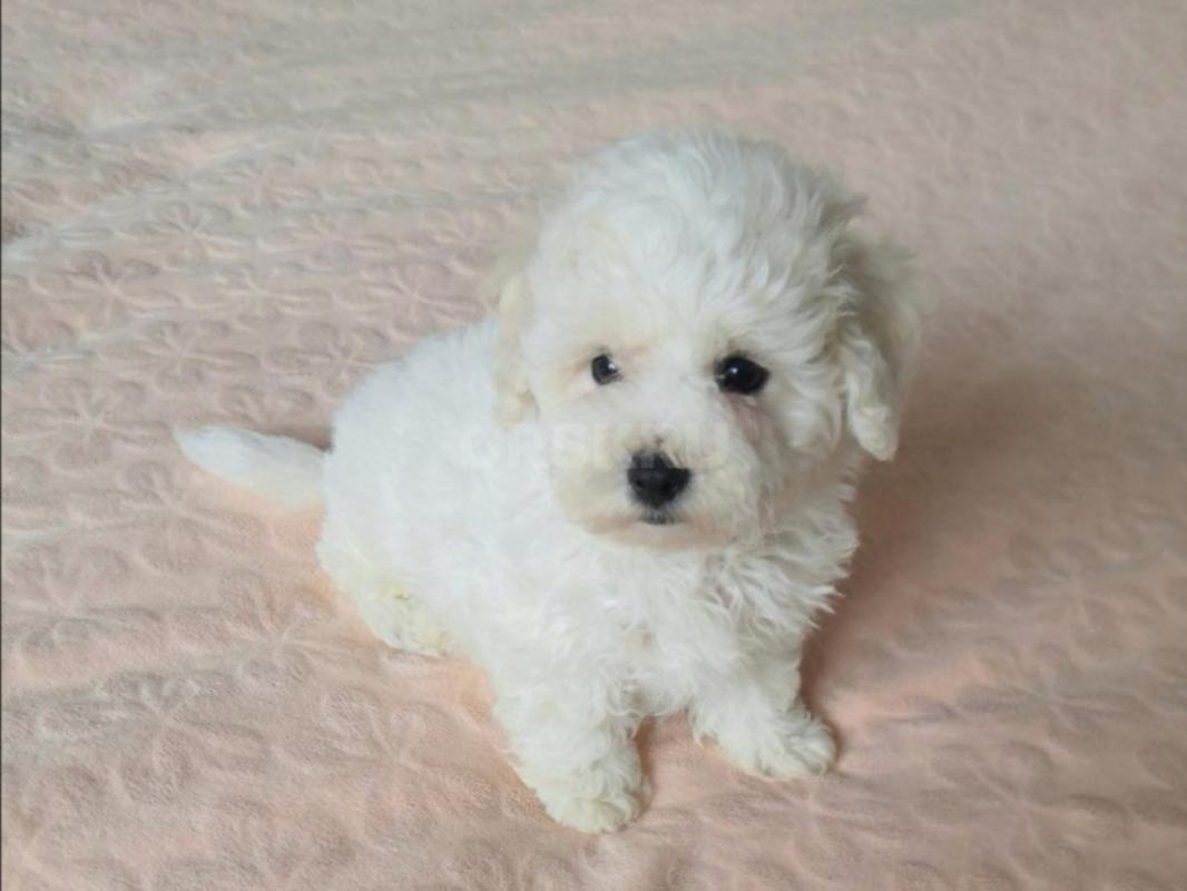 Продам мальчиков Бишон Фризе, два с пол мес. - Орск