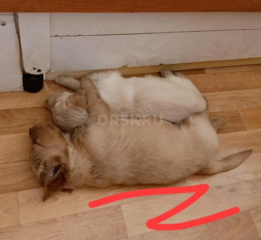 Щенки золотистого ретривера. - Орск