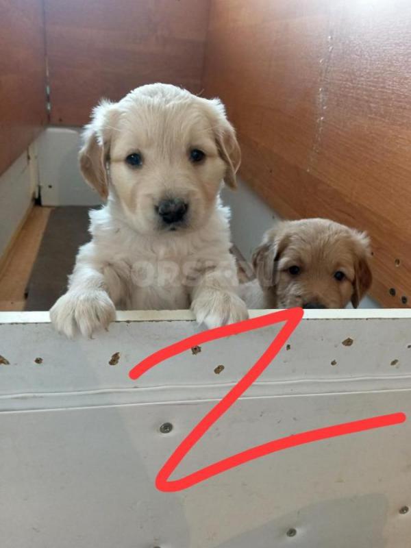 Щенки золотистого ретривера. - Орск