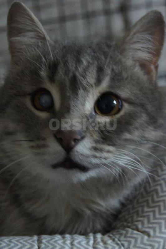 У этого котика косит один глазик. - Орск