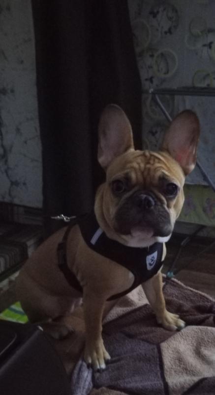 Продам
Французский бульдог, Девочка. - Орск