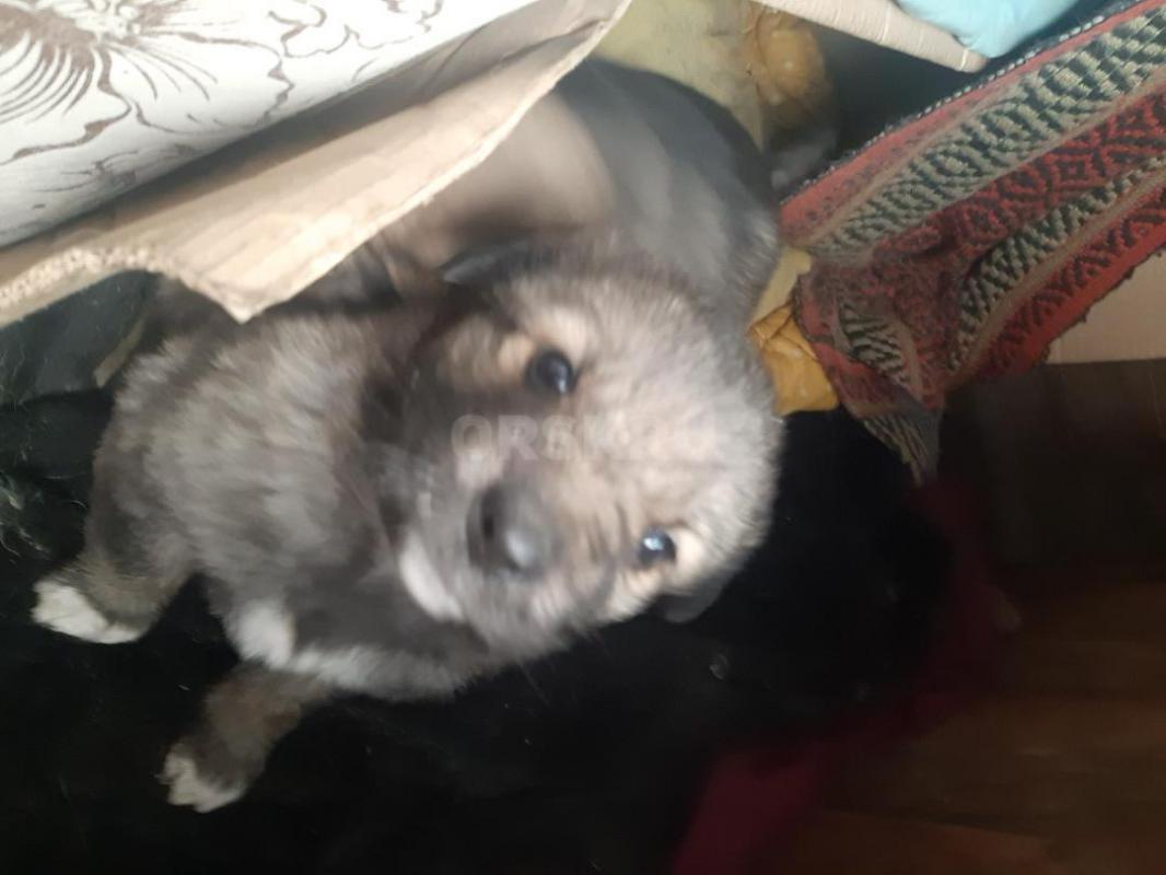 Два щенка ,второй месяц, кобелек и девочка, мама  средней величины, начали кушать самостоятельно. - Орск