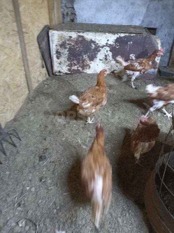 Продам кур-несушек. - Орск