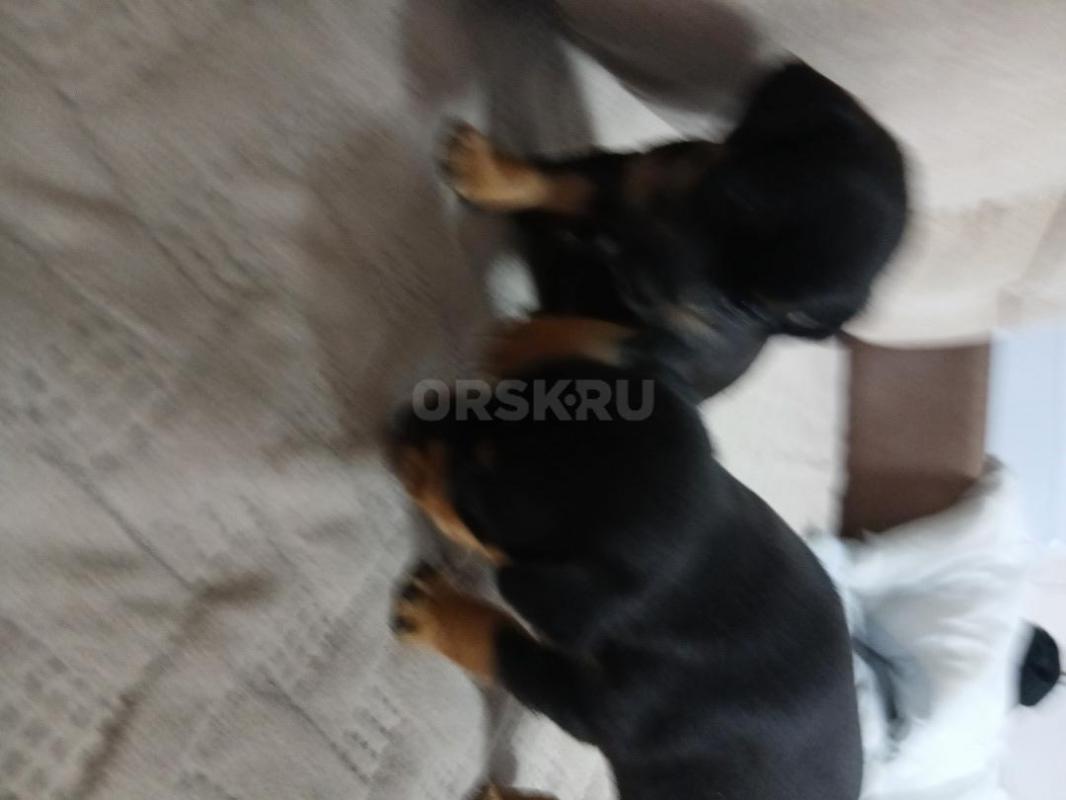 В продаже щенки (девочки) 19 марта месяц - Орск