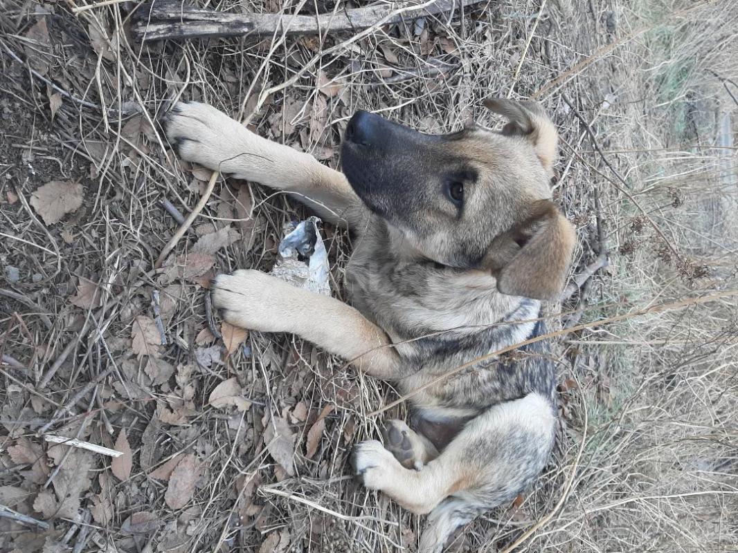 Два щенка  8 месяцев, кобелек   довольно большой и стерилизованная девочка, ласковые, лохматые, заме - Орск