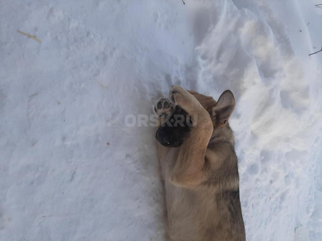 Два щенка  8 месяцев, кобелек   довольно большой и стерилизованная девочка, ласковые, лохматые, заме - Орск