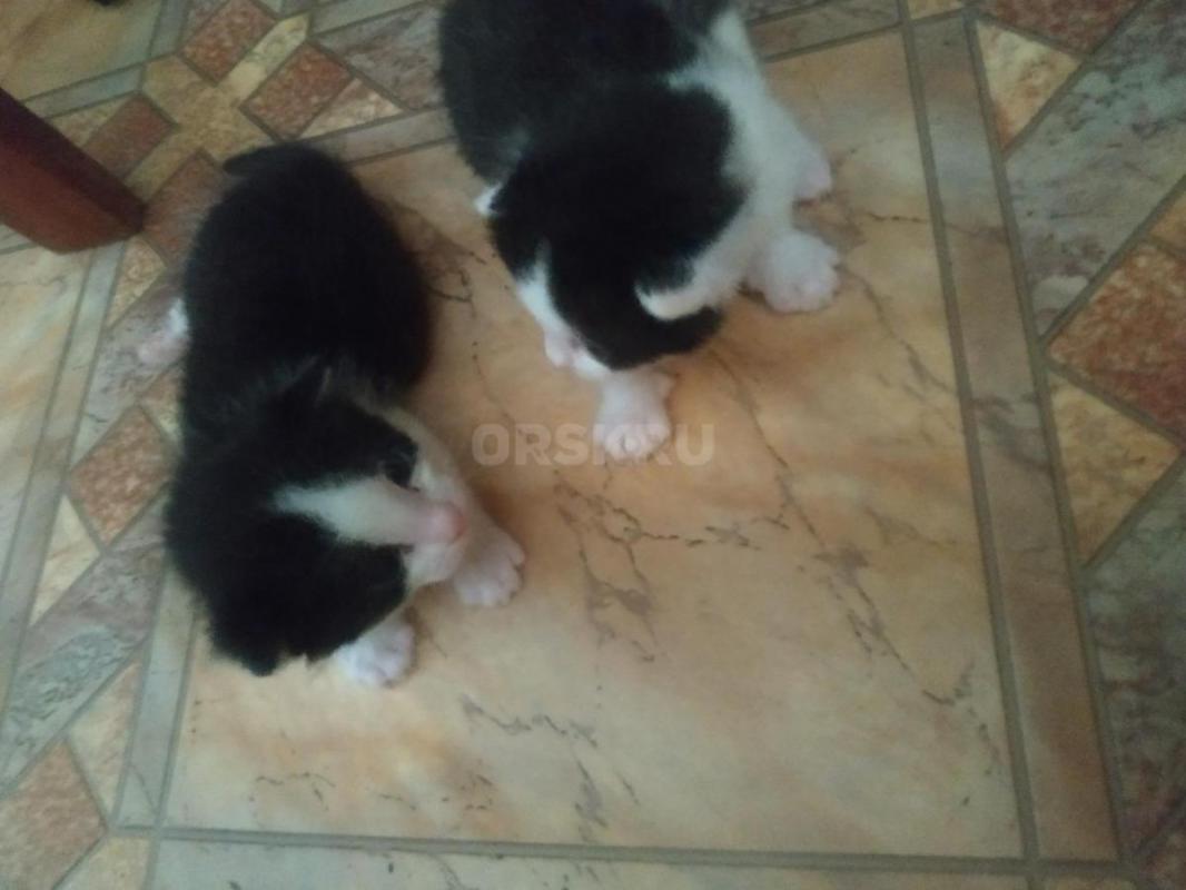 Котята родились 28 февраля - Орск