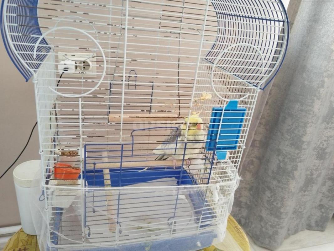 Продам молодого попугая корелла вместе с большой клеткой. - Орск