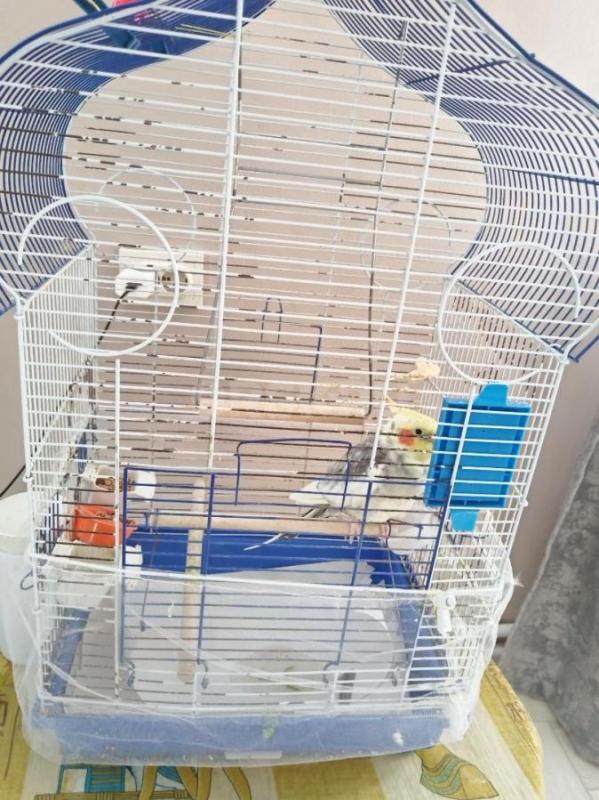 Продам молодого попугая корелла вместе с большой клеткой. - Орск