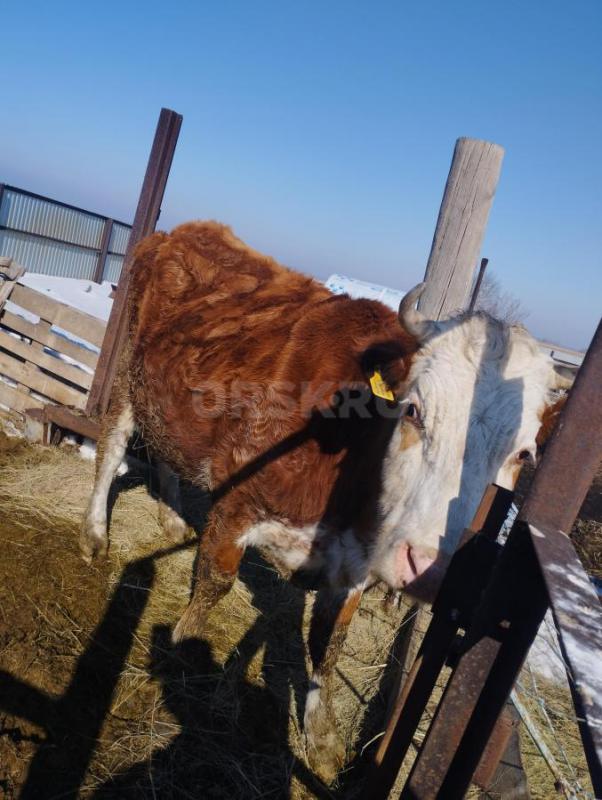 Продам корову 120 т. - Орск