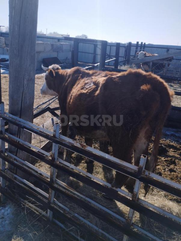 Продам корову 120 т. - Орск