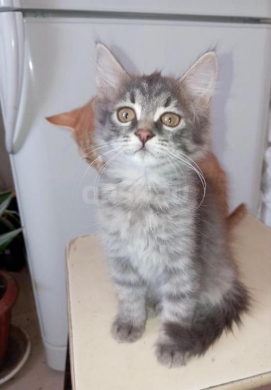 Отдам даром котят. 
2.5 месяца, знаем лоток на 5+, к когтеточке приучены, всё кушаем с аппетитом! - Орск