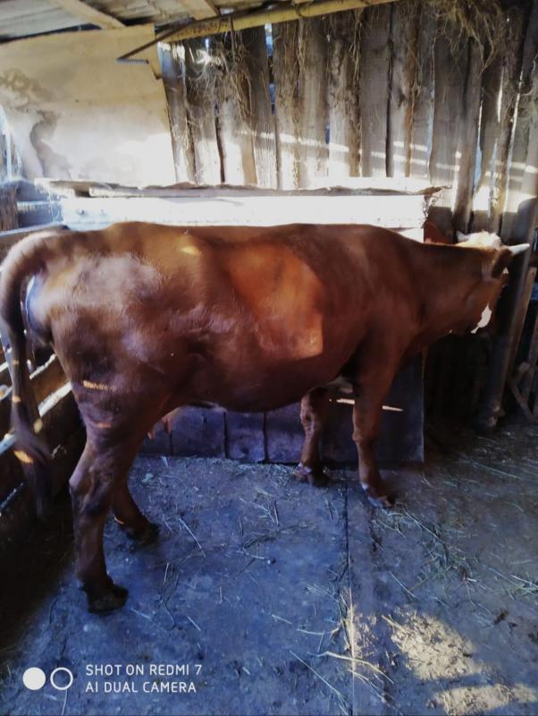 Продам корову стельную -третий отел. 120 000 Звонить 8905 886 16 02 или 8 3537 649400 - Новотроицк