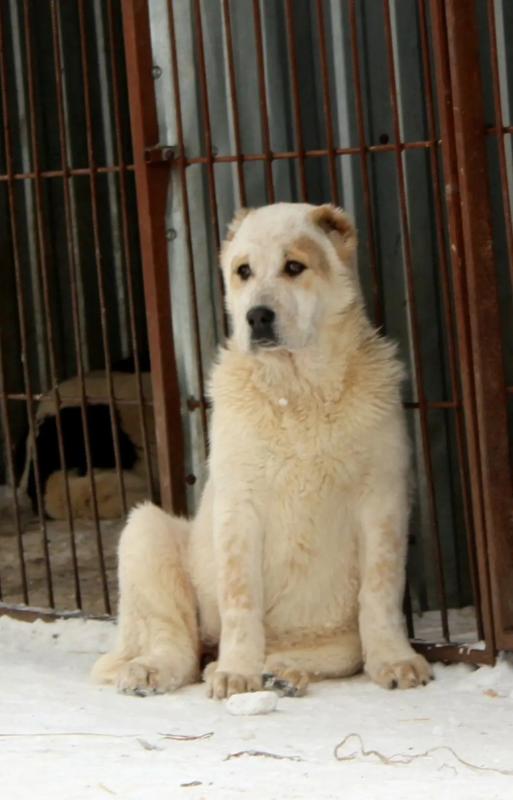 Щенки Алабая сентябрь 2025 год с документами РКФ, привиты, от красивой титулованной пары с хорошей р - Гай