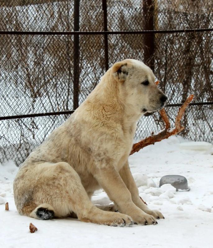 Щенки Алабая сентябрь 2025 год с документами РКФ, привиты, от красивой титулованной пары с хорошей р - Гай