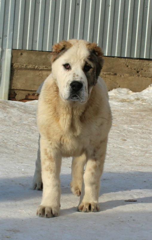 Щенки Алабая сентябрь 2025 год с документами РКФ, привиты, от красивой титулованной пары с хорошей р - Гай