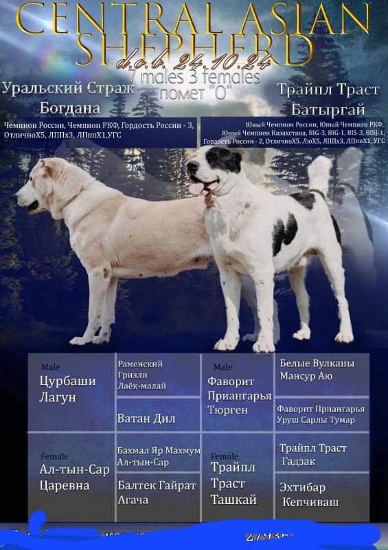 Подрощенная девочка САО октябрь 2024 года. - Гай