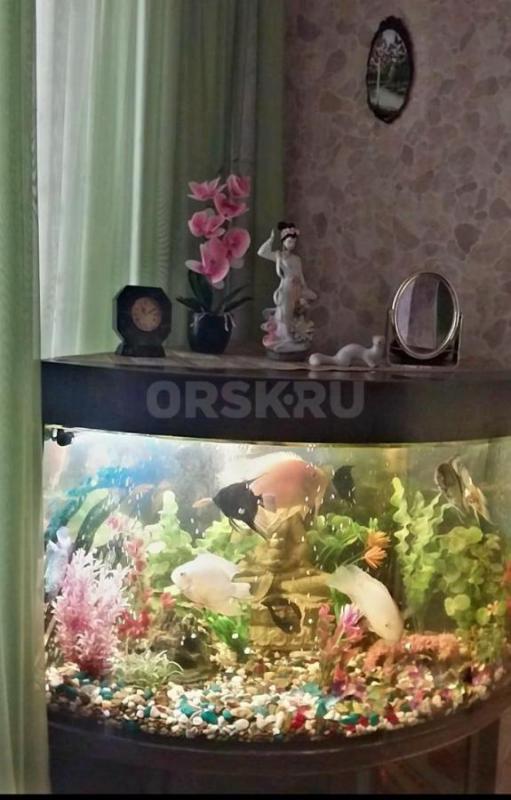 Угловой аквариум с тумбочкой, крупными рыбками- Северум,  Скалярии, Боции- 11 штук,  погружными ламп - Орск