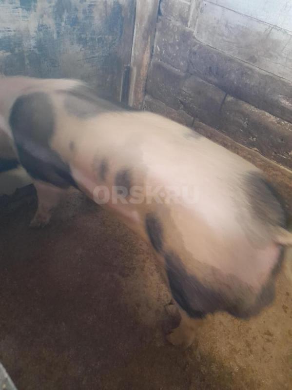 Продам хряка, на племя. 8.5 мес. - Гай