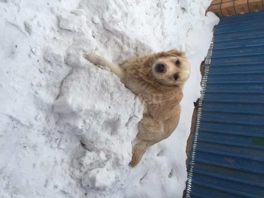 Пропала собака, поселок форштад, собаке 11 лет, но по зубам молодой, откликается на кличку Граф. - Орск