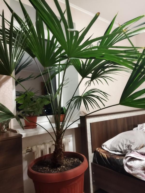 продам пальму "вашингтон", высота - 1.5м, - Новотроицк