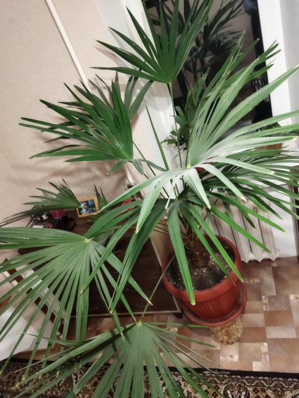 продам пальму "вашингтон", высота - 1.5м, - Новотроицк