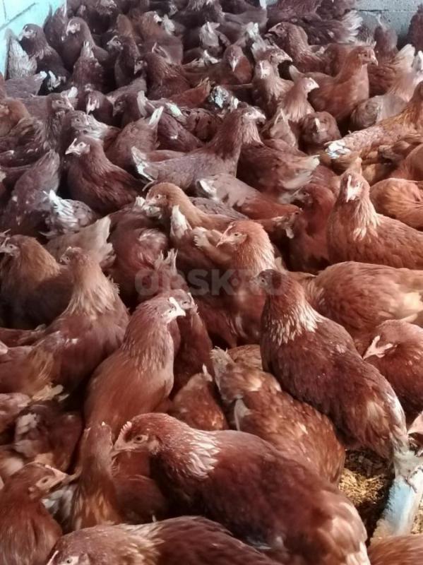 Продам курей несушек 5,5 месяцев Ломан Браун, начинают нестись. - Орск
