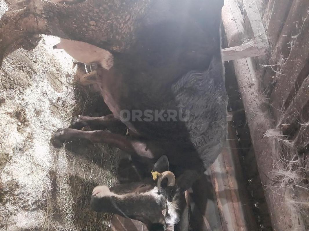 Продам дойную  молочную корову. - Гай