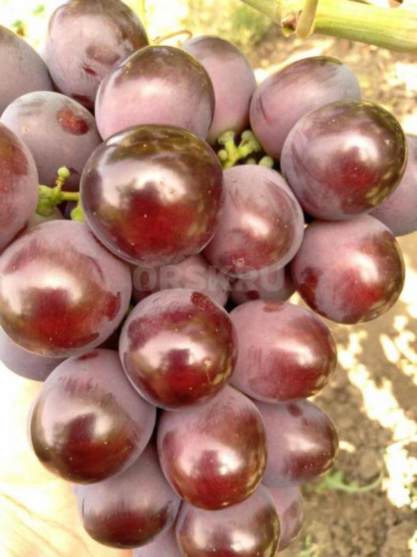 Саженцы лучших сортов винограда ,проверенных в условиях г. - Орск