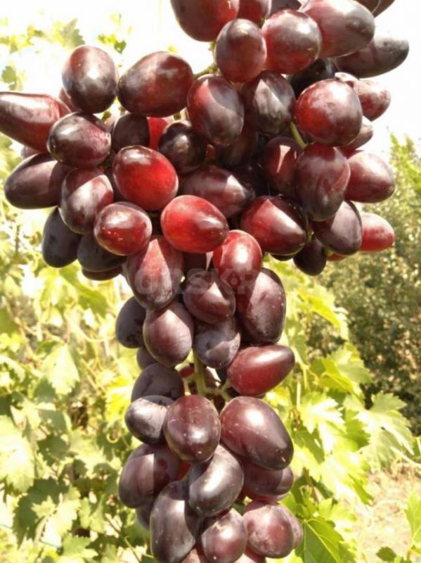 Саженцы лучших сортов винограда ,проверенных в условиях г. - Орск
