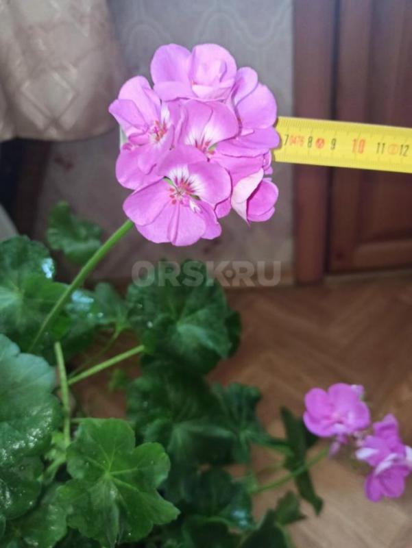 ПЕЛАРГОНИЯ цветущая, шикарные крупные цветки в соцветии розовые, высота 65 см с горшком. - Орск