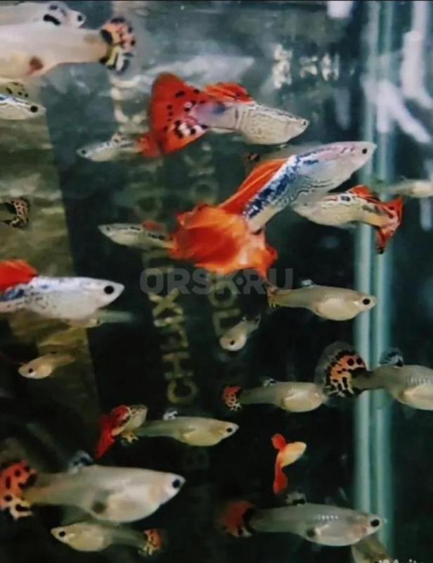 Рыбки. - Орск