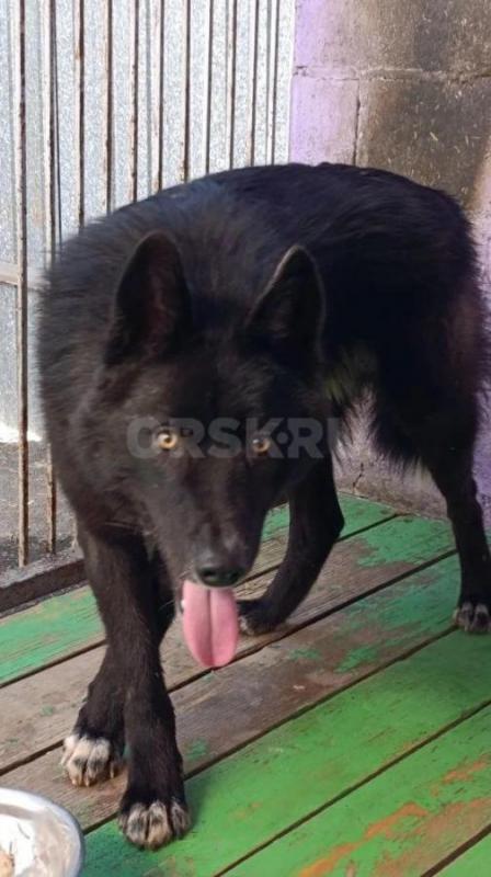 •	Продаются уникальные щенки волкособа. - Орск