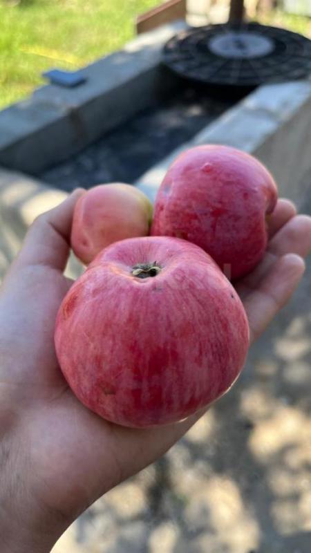 Продаю земельный участок с собственной скважиной, участок в собственности, находится в СНТ НИВА, в ч - Орск