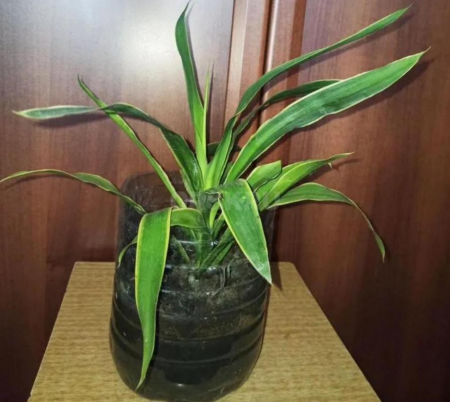 Юкка элефантис  (лист по краю имеет светлую окантовку)   В подарок себе и любимым! - Орск