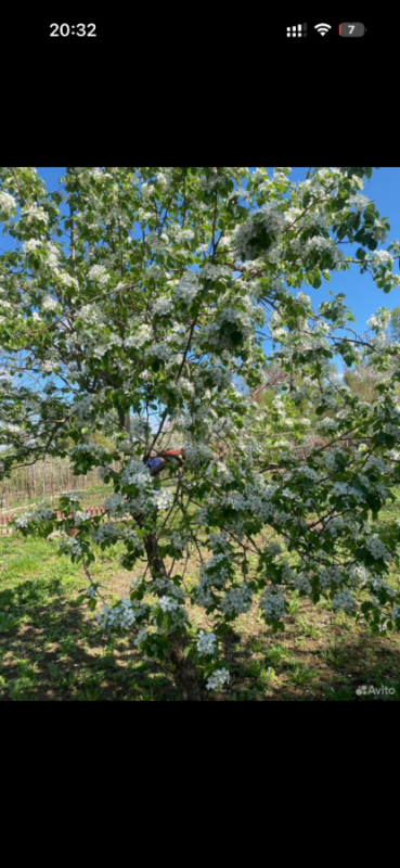 Продам участок в СНТ Горем-25 с кирпичным  домиком (проведен свет, есть место для парковки машины), - Орск