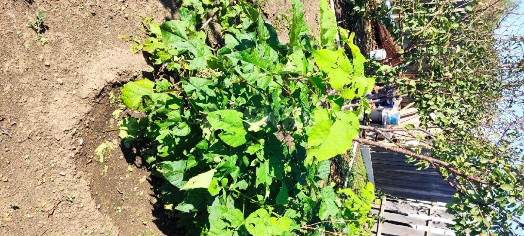 продам саженцы:
- ива шаровидная - 500 рублей;
- катальпа - 300 рублей;
- клен канадский - 500 ру - Орск