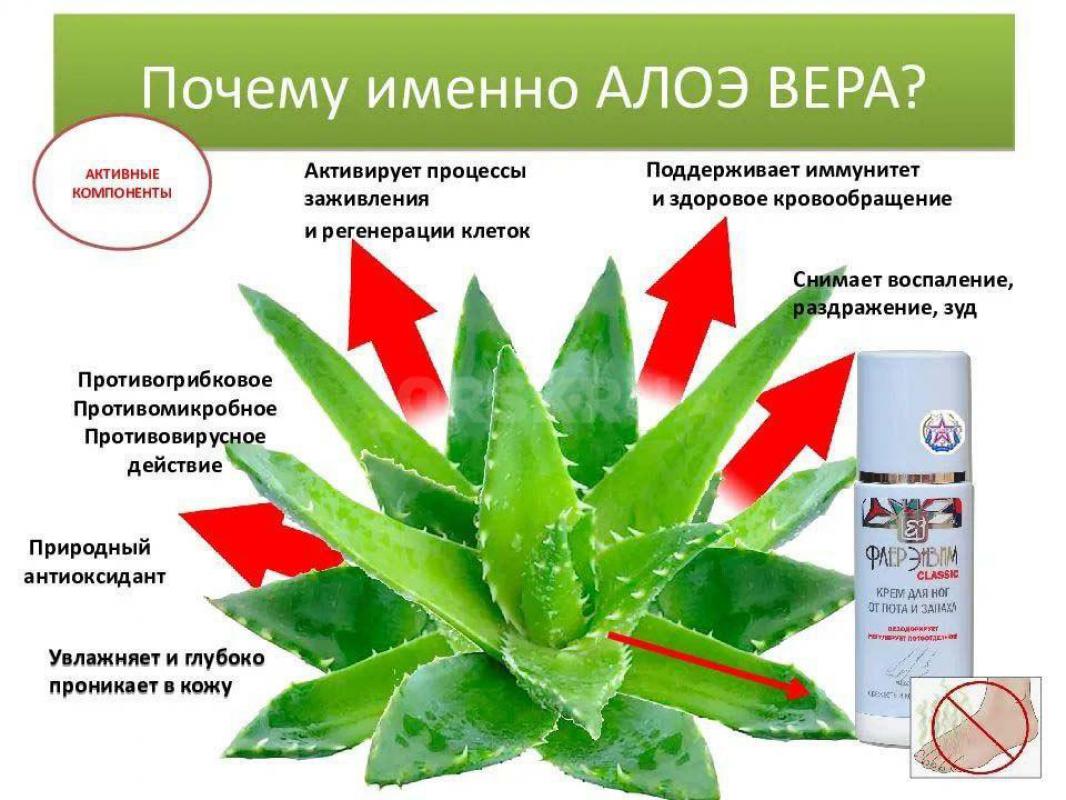 Лечебное чудо-растение Алоэ Вера и ранки заживит, и кожу омолодит, и иммунитет укрепит, и другой раз - Орск