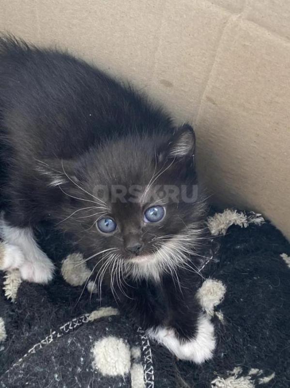 Отдам трех милых девочек ,кушают сами ,лоточек знают. - Орск