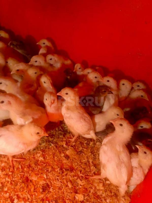 Продам цыплят. - Орск