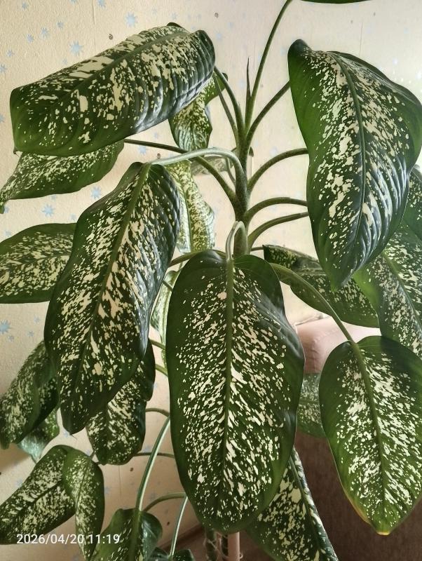 Взрослое растение - Новотроицк