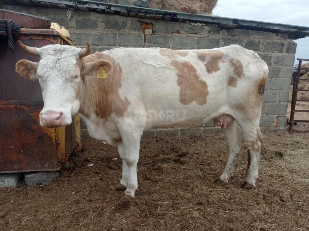 2 коровы дойные. - Орск