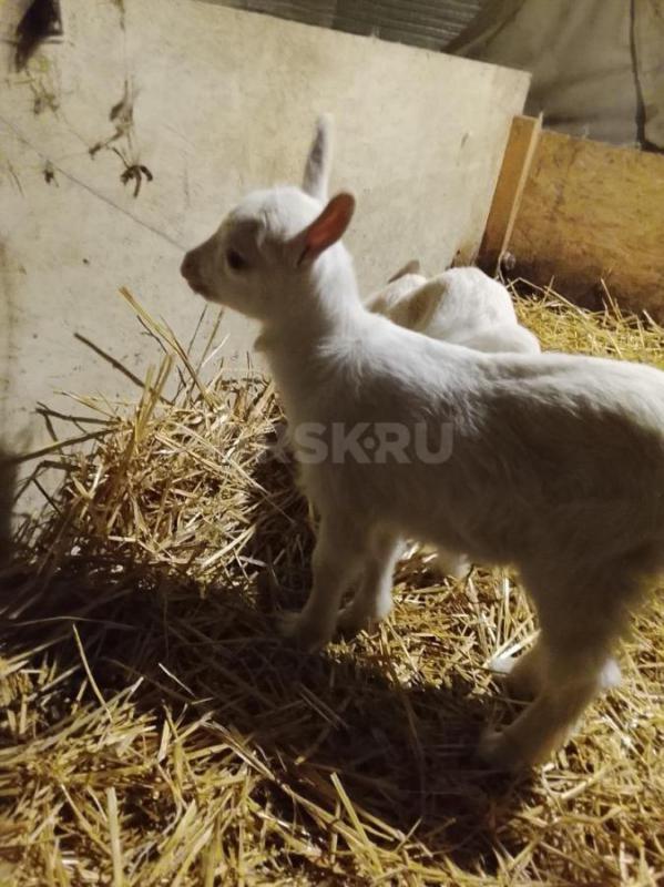 Козочек апрелек от 16.04.2026г. - Орск