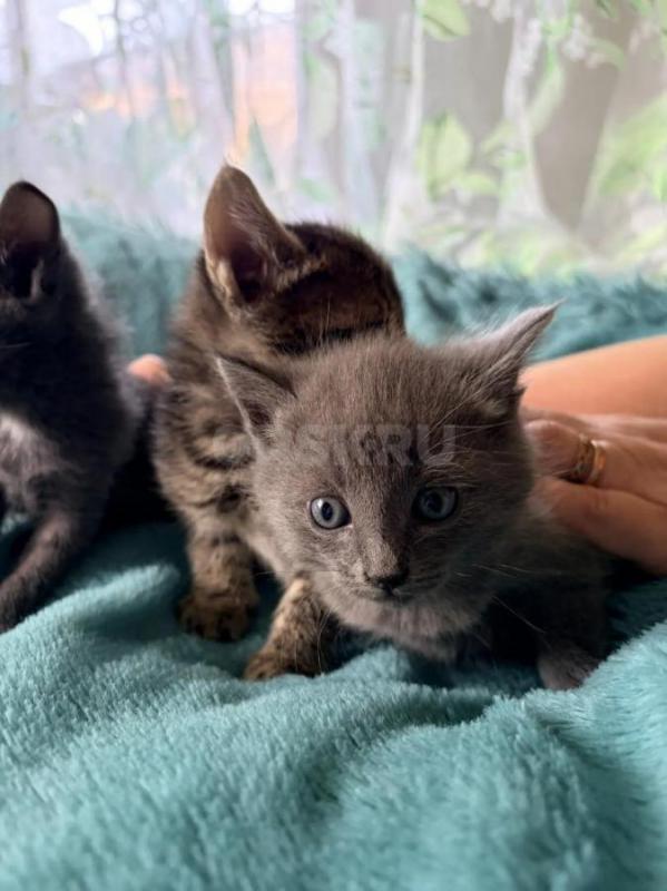 Отдам котят в добрые руки. - Орск