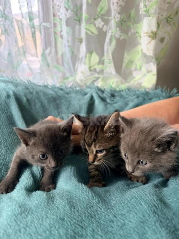 Отдам котят в добрые руки. - Орск