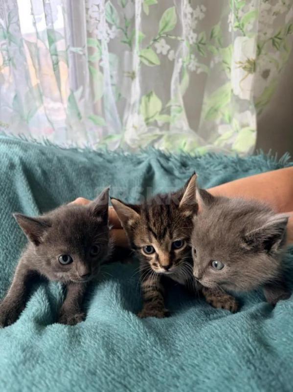 Отдам котят в добрые руки. - Орск