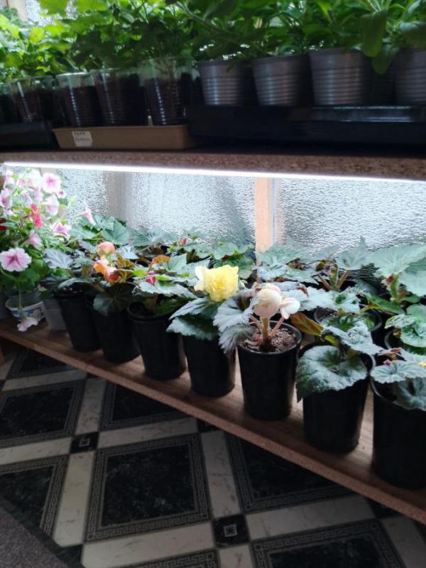 Продам цветочный рассаду и овощную в ассортименте. - Орск