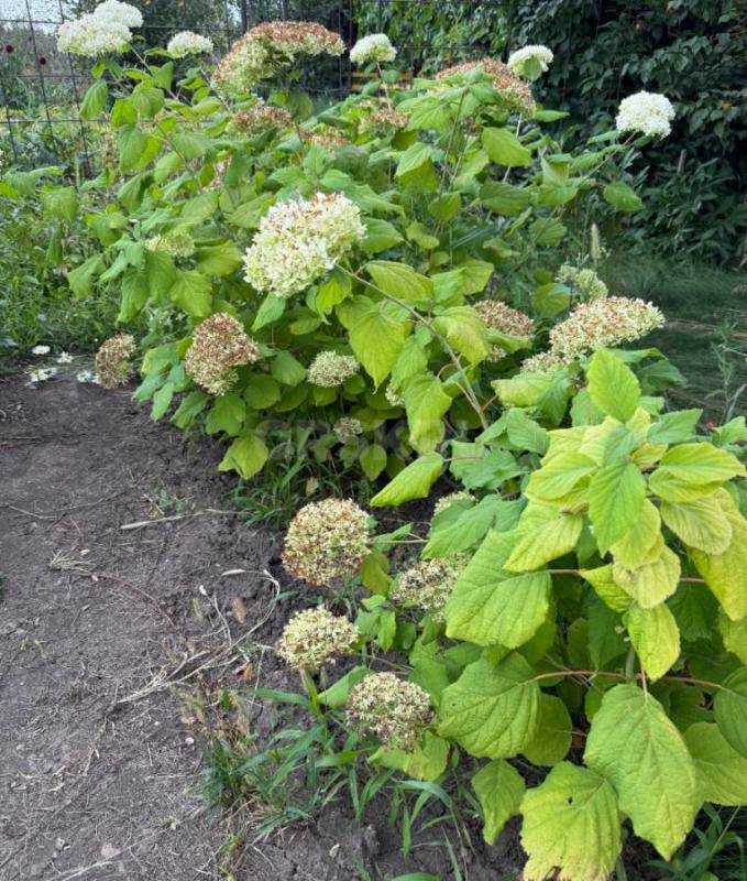 Продам сад остановка 2-я садовая СНТ № 2, ул. - Орск