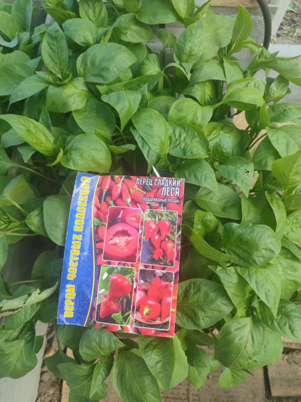 Продаю шикарную рассаду перца, сладкого, и острого. - Гай