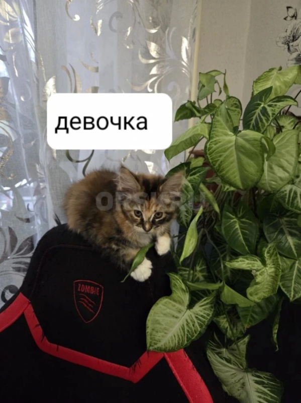 котята породы мейн-кун - Гай